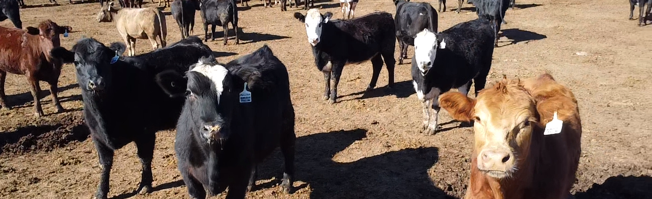 Cattle